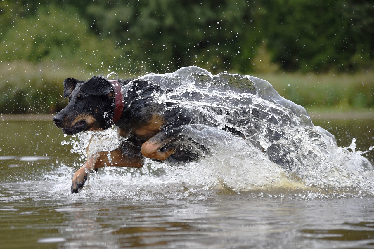 Understanding the Characteristics of the Beauceron